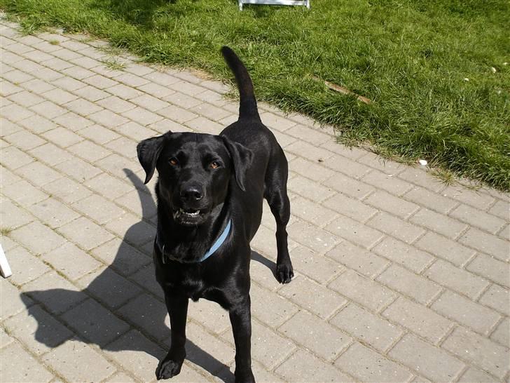 Labrador retriever Balder billede 2