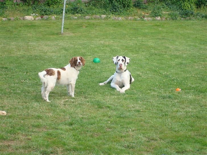 Field Trial spaniel Mille billede 2