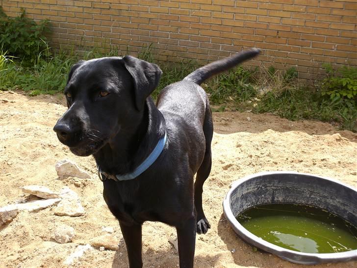 Labrador retriever Balder billede 3