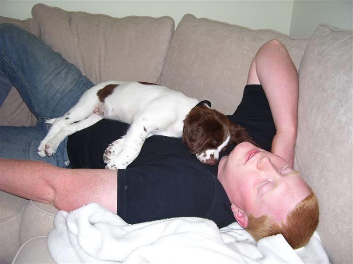 Field Trial spaniel Mille billede 3