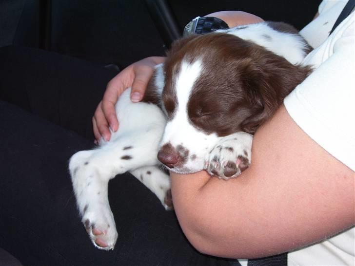 Field Trial spaniel Mille billede 4