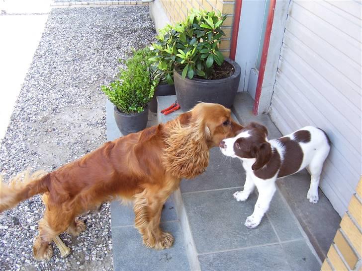 Field Trial spaniel Mille billede 5