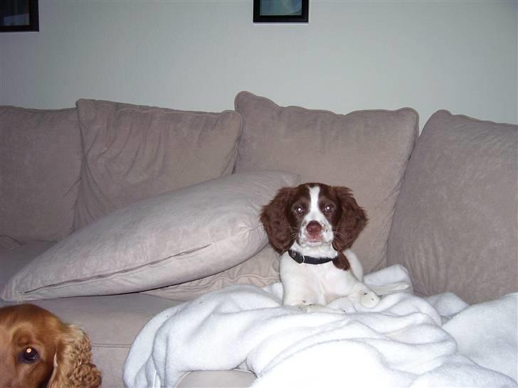 Field Trial spaniel Mille billede 6