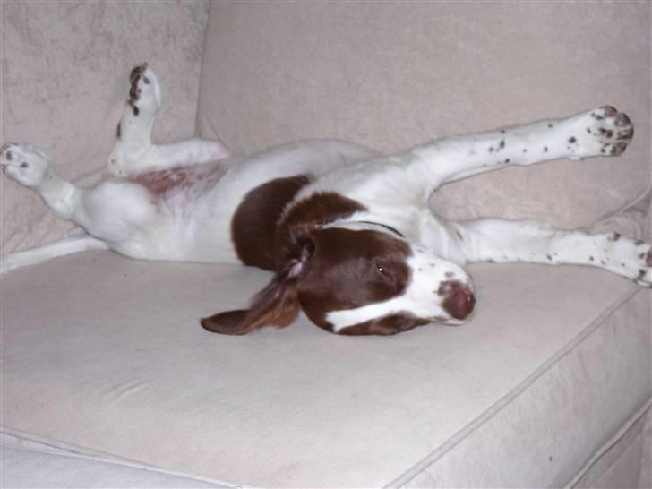 Field Trial spaniel Mille billede 7