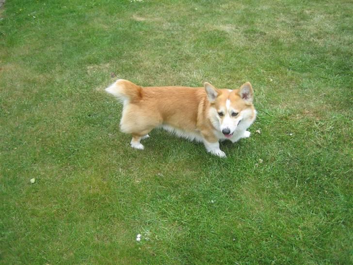Welsh corgi pembroke Mickey - <3 billede 13