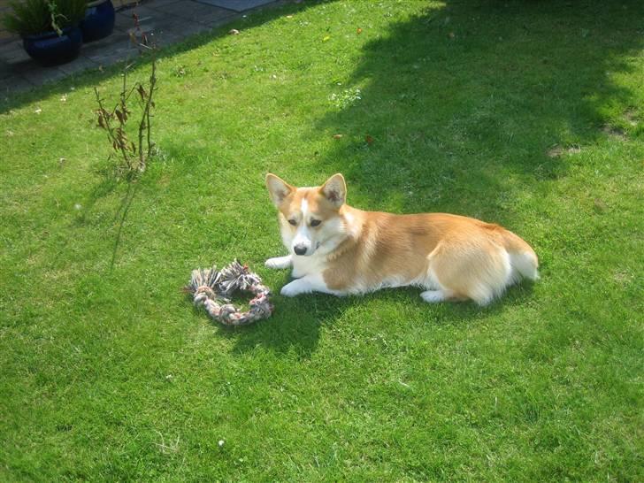 Welsh corgi pembroke Mickey - <3 billede 14