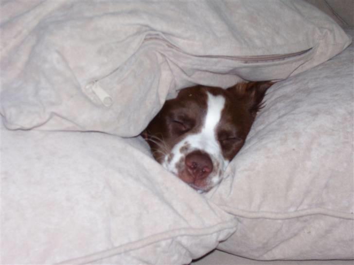 Field Trial spaniel Mille billede 8