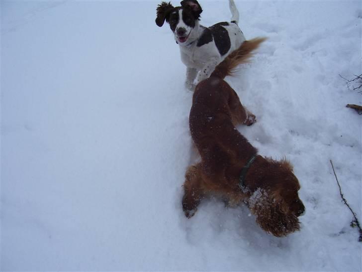 Field Trial spaniel Mille billede 9