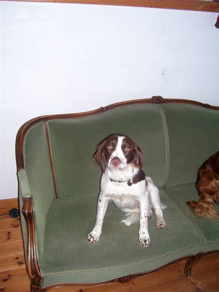 Field Trial spaniel Mille billede 10