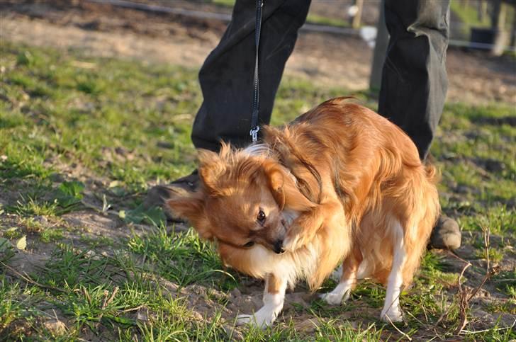 Chihuahua Chico - Mor mor så hjælp mig dog, der er altså noget der sidder fast i poten og jeg tror det er en hestepære. Føj hvor det stinker.. billede 13