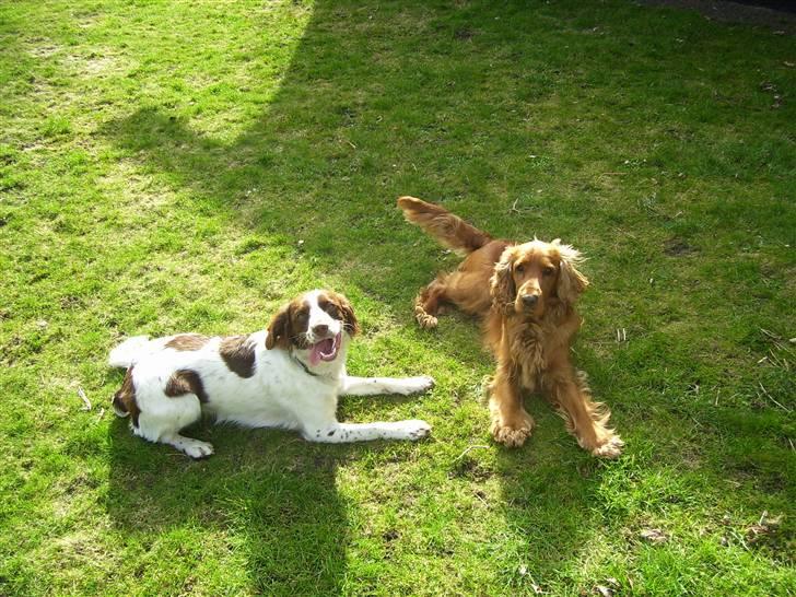 Field Trial spaniel Mille billede 12