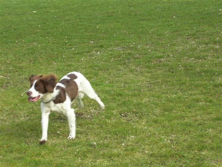 Field Trial spaniel Mille billede 13