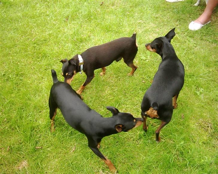 Blanding af racer Dino - Liva, Freja & Dino billede 13