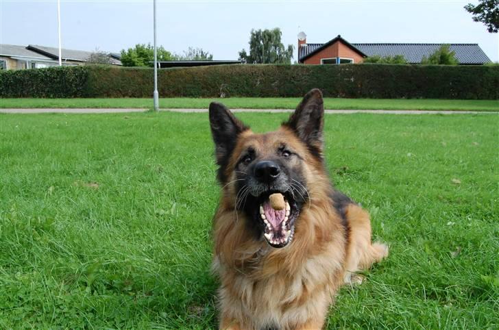 Schæferhund Tasso - Haps :D billede 7