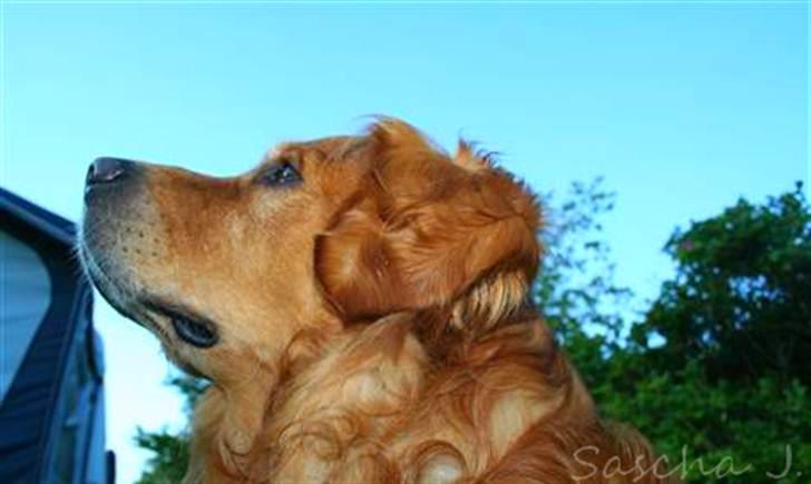 Golden retriever Rex - 2006 ca. (: billede 12