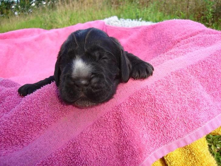 Cocker spaniel Terle - Her er han 1 uge gammel billede 18