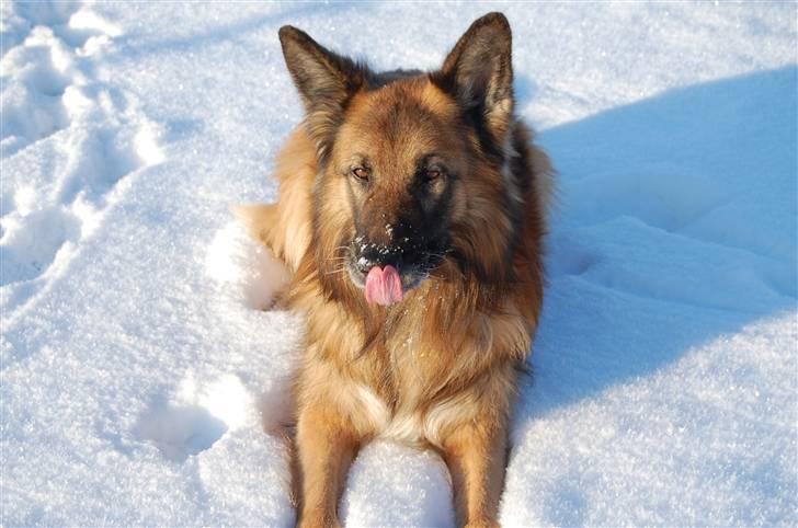 Schæferhund Tasso - Smuksakken på tur :b billede 10