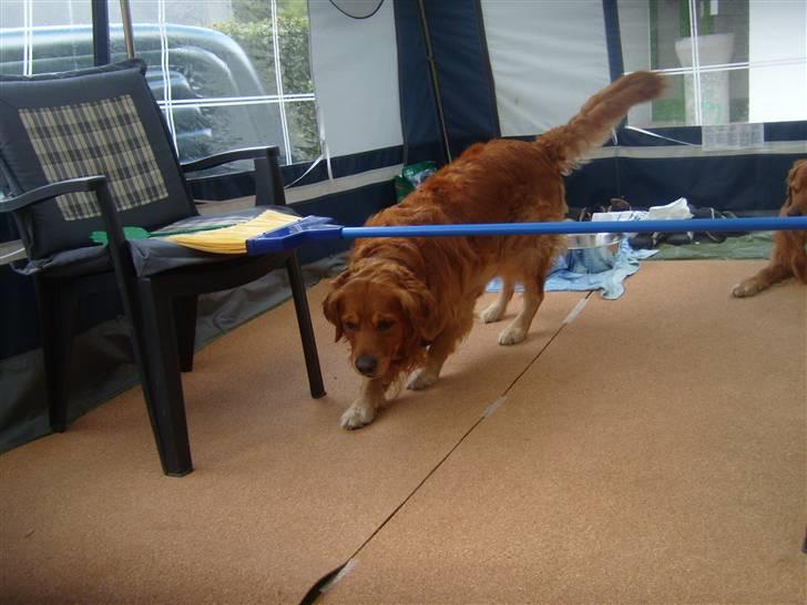 Golden retriever Rex - Fra en sommer i Østrig, og ældre billede (: billede 13