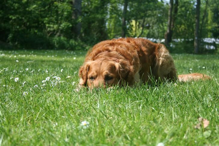 Golden retriever Rex - 2008 (: billede 15