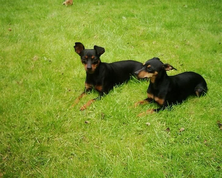 Blanding af racer Dino - Liva & Freja. Dinos 2 søskende. billede 14