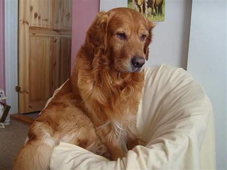 Golden retriever Buller - Buller på mit gamle værelse i en gammel stol. billede 14