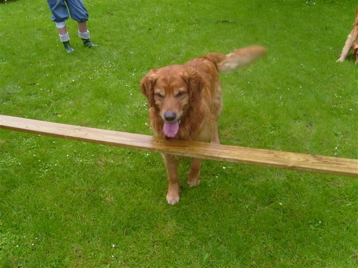 Golden retriever Buller billede 15