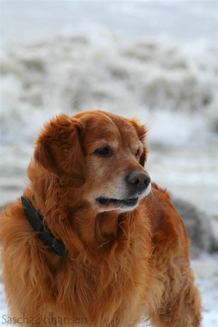 Golden retriever Buller billede 16