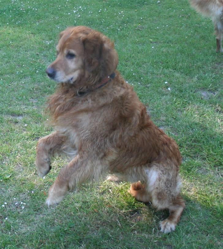 Golden retriever Buller - Kænguruen Buller  billede 17