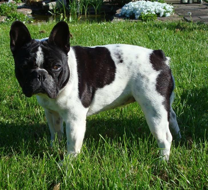 Fransk bulldog Ohio - Ohio på hendes 1 års fødselsdag billede 1