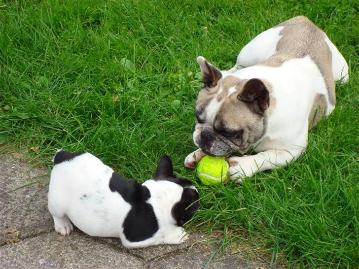Fransk bulldog Ohio - Jeg elsker at lege med min far billede 2