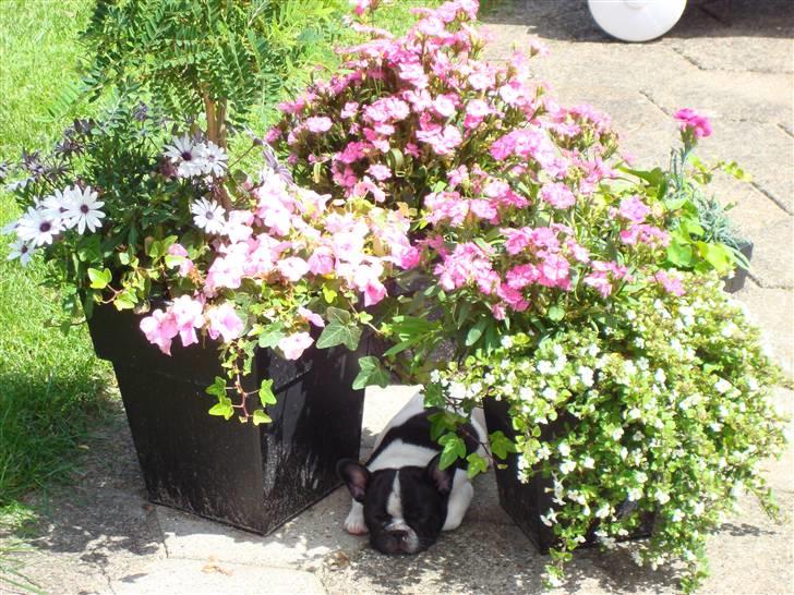 Fransk bulldog Ohio - Jeg gemmer mig ;) billede 3