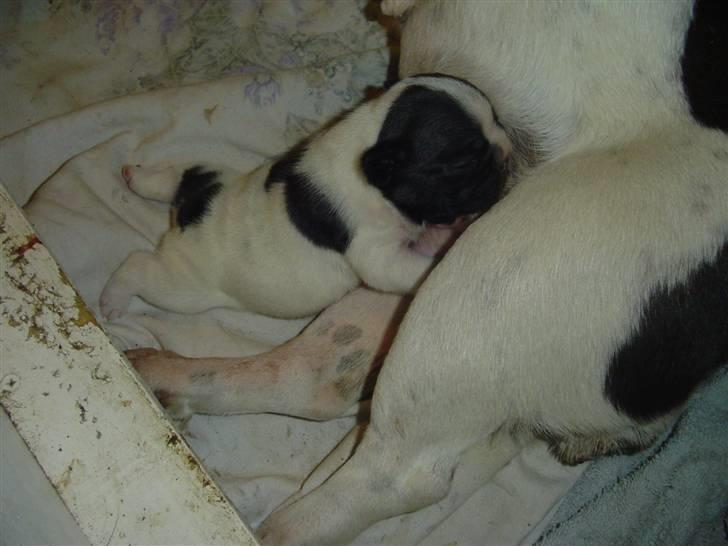 Fransk bulldog Ohio - Ohio 14 dage billede 4