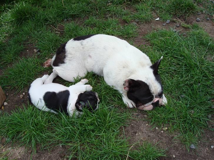 Fransk bulldog Ohio - Ohio og mor Daska billede 5