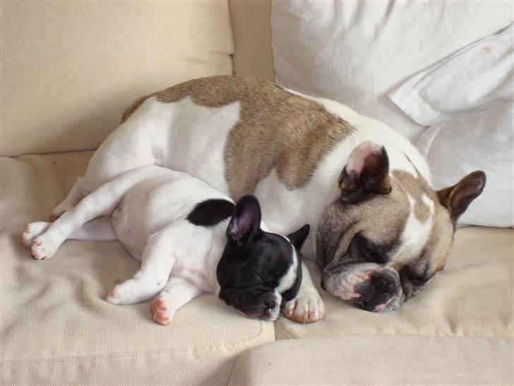 Fransk bulldog Ohio - Når jeg er træt vil jeg gerne "putte" hos min far billede 6