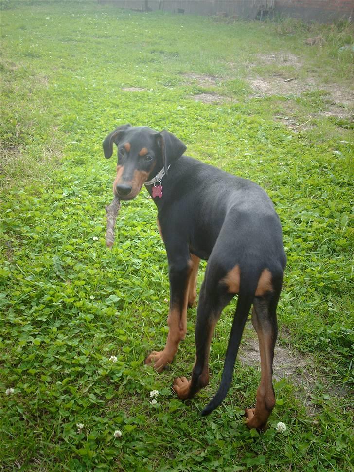 Dobermann Ana-bol - Hun er begyndt at lege med pinde :-D billede 12