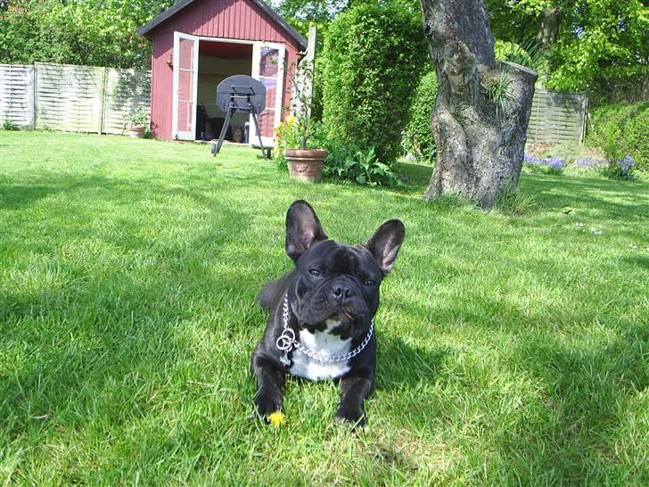 Fransk bulldog THORKILD SOLGT billede 6
