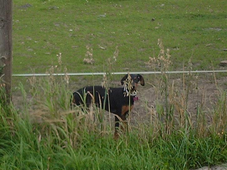 Dobermann Ana-bol - Lige ude og hilse på hestene. billede 13