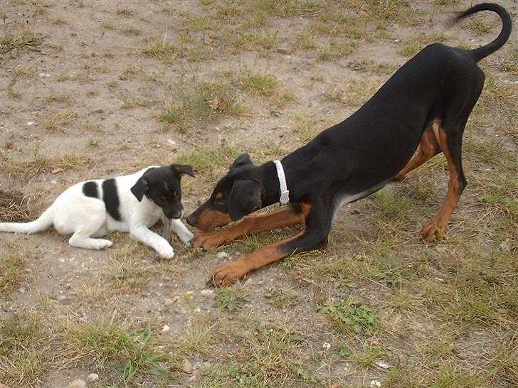 Dobermann Ana-bol - Svigerforældrenes foxterrie på 9 uger. De leger godt sammen. billede 14