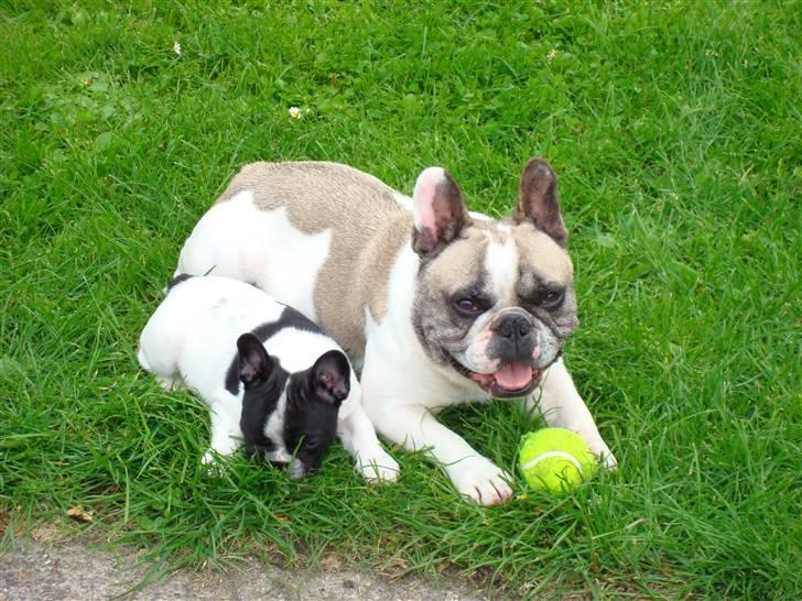 Fransk bulldog Oliver-Fawn De Los Tarant - Oliver vil gerne lege med sin datter billede 3