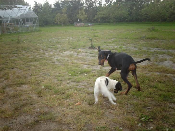 Dobermann Ana-bol - Så skal der leges, det er dejligt. billede 15