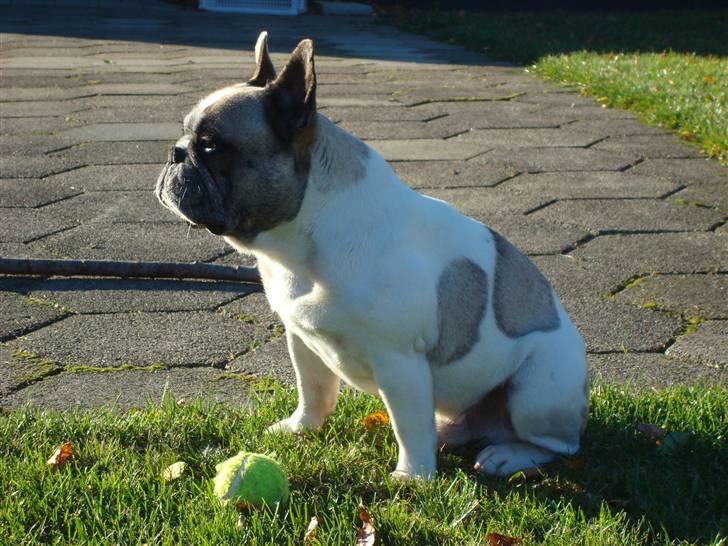 Fransk bulldog Oliver-Fawn De Los Tarant - Oliver nyder efterårssolen billede 4