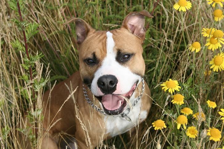 Blanding af racer Macho billede 10