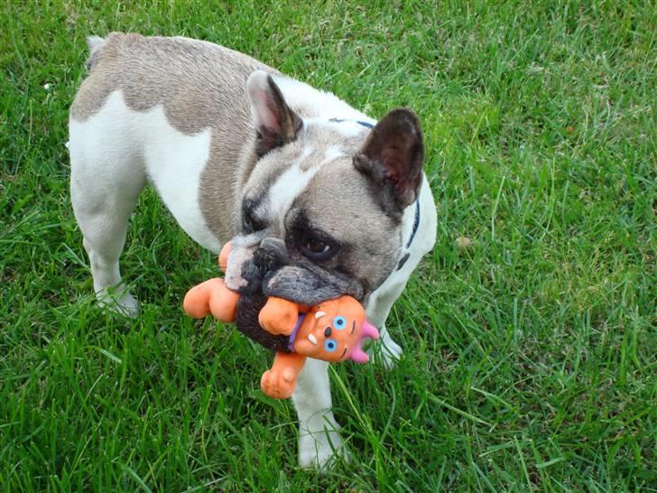 Fransk bulldog Oliver-Fawn De Los Tarant - Billeder af hunde - Uploaded af Tina Ø