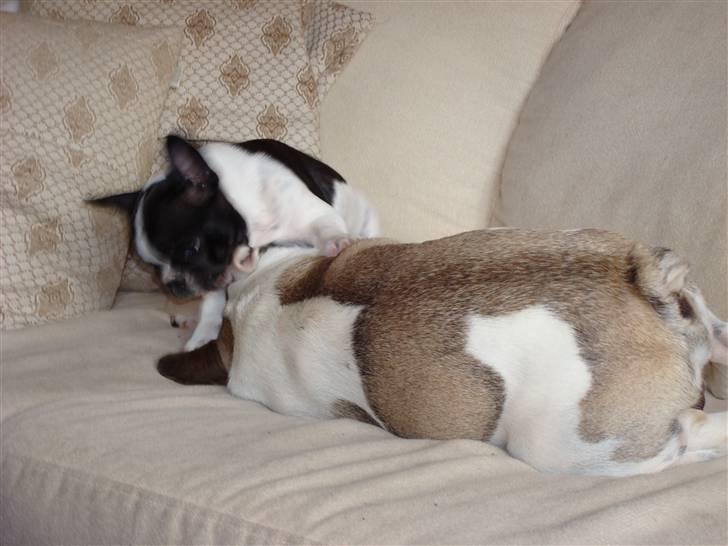 Fransk bulldog Oliver-Fawn De Los Tarant - Lad mig nu sove ;) billede 6