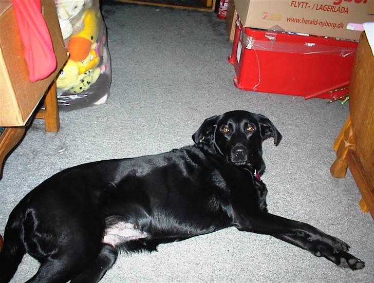 Labrador retriever /blanding Rie<3 billede 6