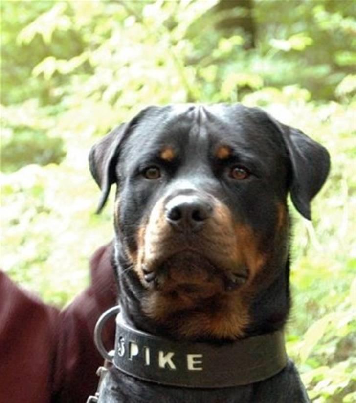 Rottweiler Spike - Her vogter jeg billede 1