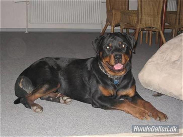 Rottweiler Spike billede 2
