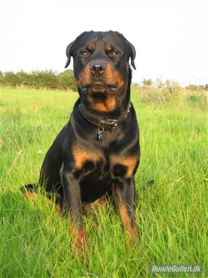 Rottweiler Spike - flot stor dreng billede 3