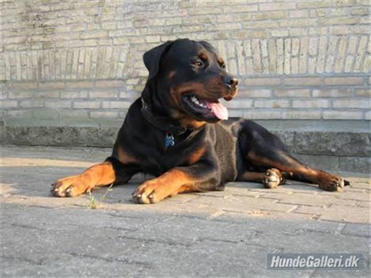 Rottweiler Spike billede 4
