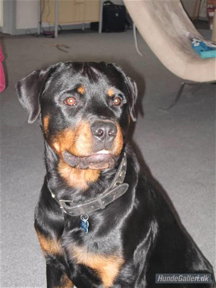 Rottweiler Spike billede 5